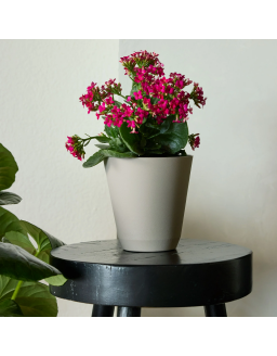 14 in. Black Resin Self-Watering Planter